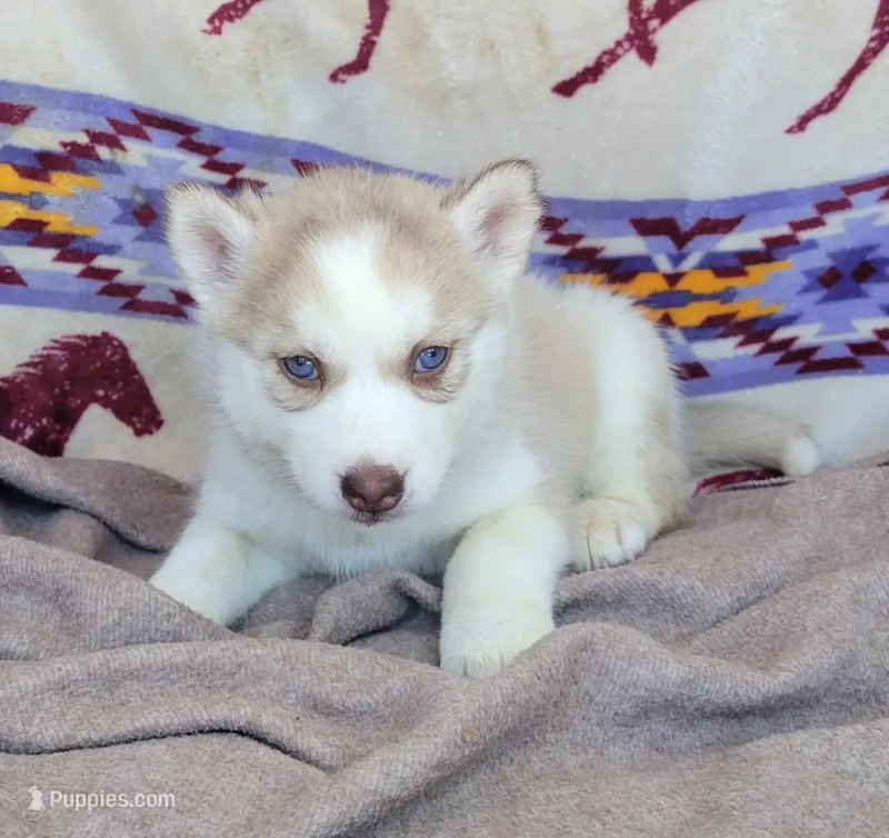 Crissy – Siberian Husky puppy for sale in La Veta, CO