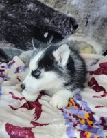 Cowboy, a male Siberian Husky for sale in La Veta, CO – Photo 1 of 2