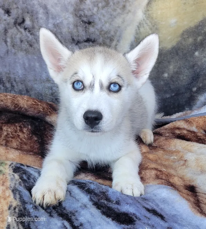 Cristal – Siberian Husky puppy for sale in La Veta, CO