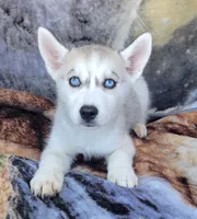 Cristal, a female Siberian Husky for sale in La Veta, CO – 1 of 1