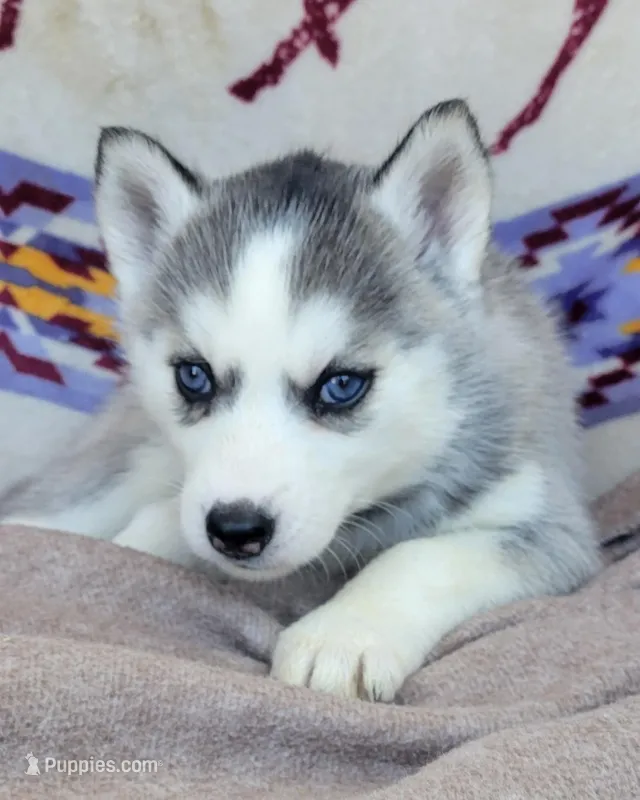 Angel – Siberian Husky puppy for sale in La Veta, CO