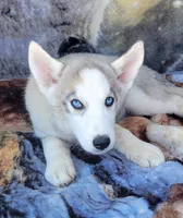 Snowflake, a female Siberian Husky for sale in La Veta, CO – 1 of 2