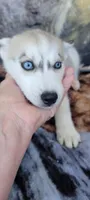 Cristal, a female Siberian Husky for sale in La Veta, CO – 2 of 2