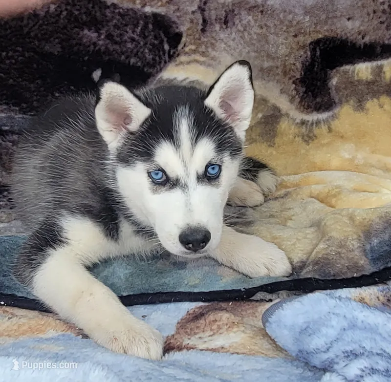 Rocky – Siberian Husky puppy for sale in La Veta, CO