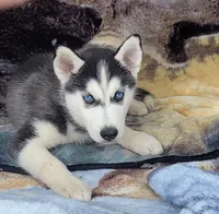 Rocky, a male Siberian Husky for sale in La Veta, CO – 1 of 1