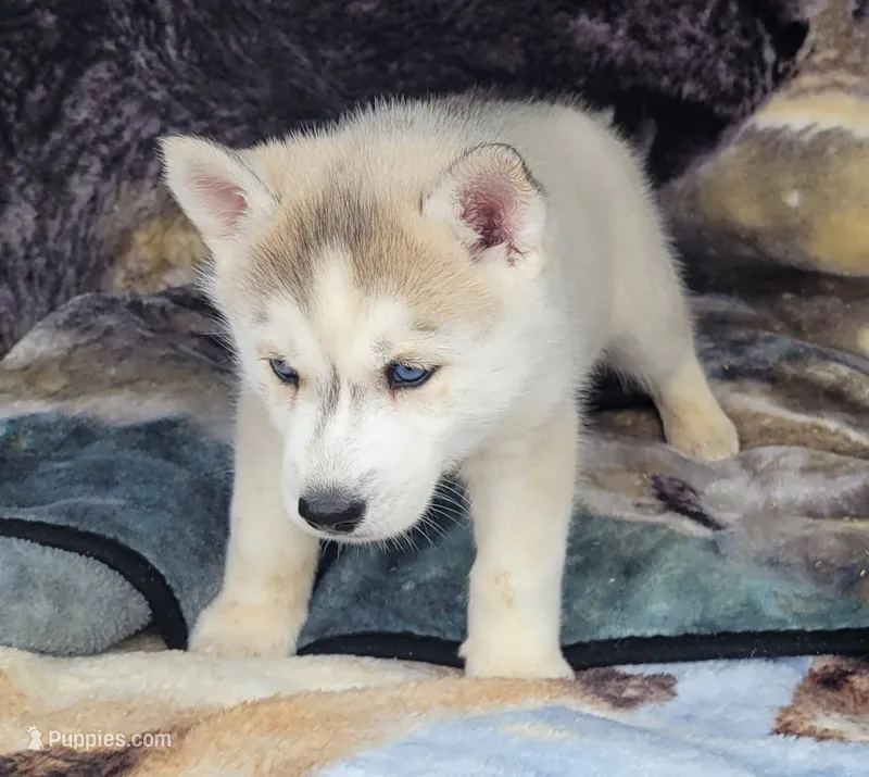 Blake – Siberian Husky puppy for sale in La Veta, CO