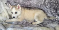 Blake, a male Siberian Husky for sale in La Veta, CO – 3 of 3