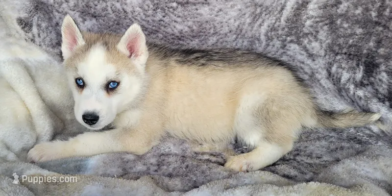 Blake – Siberian Husky puppy for sale in La Veta, CO