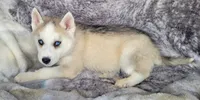 Blake, a male Siberian Husky for sale in La Veta, CO – 1 of 3