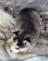 Cinder, a male Siberian Husky for sale in La Veta, CO – 2 of 3