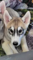 Ruffi, a male Siberian Husky for sale in La Veta, CO – 2 of 2