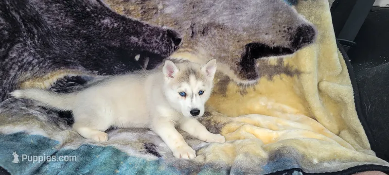 Blake – Siberian Husky puppy for sale in La Veta, CO
