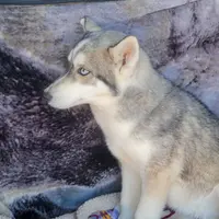 Wolfie, a female Siberian Husky for sale in La Veta, CO – Photo 2 of 2