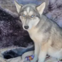 Wolfie, a female Siberian Husky for sale in La Veta, CO – Photo 1 of 2