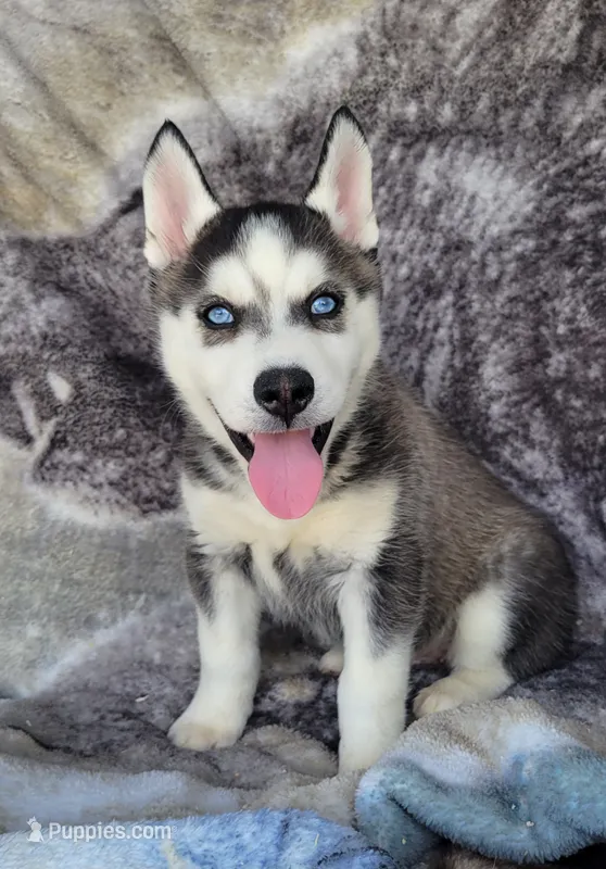 Cole – Siberian Husky puppy for sale in La Veta, CO