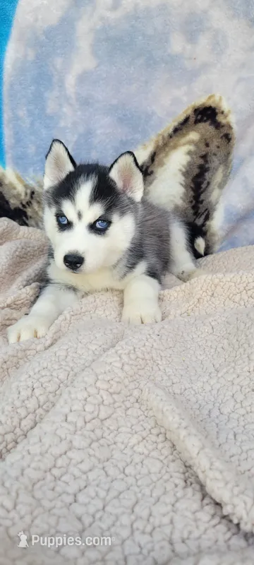 Charcoal  – Siberian Husky puppy for sale in La Veta, CO