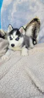 Charcoal , a female Siberian Husky for sale in La Veta, CO – 1 of 1