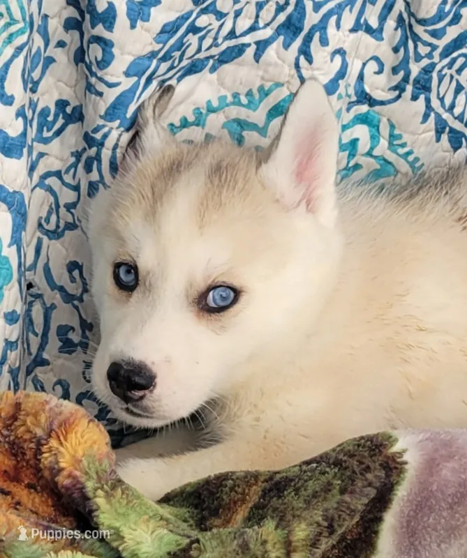 Dancer – Siberian Husky puppy for sale in La Veta, CO