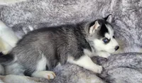 Cinder, a male Siberian Husky for sale in La Veta, CO – 3 of 3