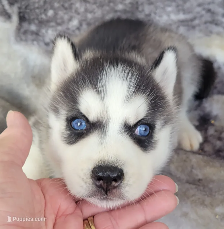 Kressi – Siberian Husky puppy for sale in La Veta, CO