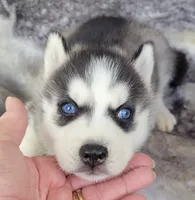 Kressi, a female Siberian Husky for sale in La Veta, CO – 1 of 3