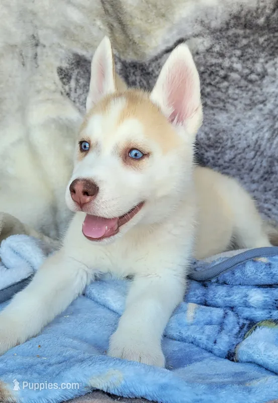 Flag  – Siberian Husky puppy for sale in La Veta, CO