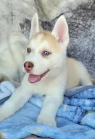 Flag , a male Siberian Husky for sale in La Veta, CO – 1 of 2
