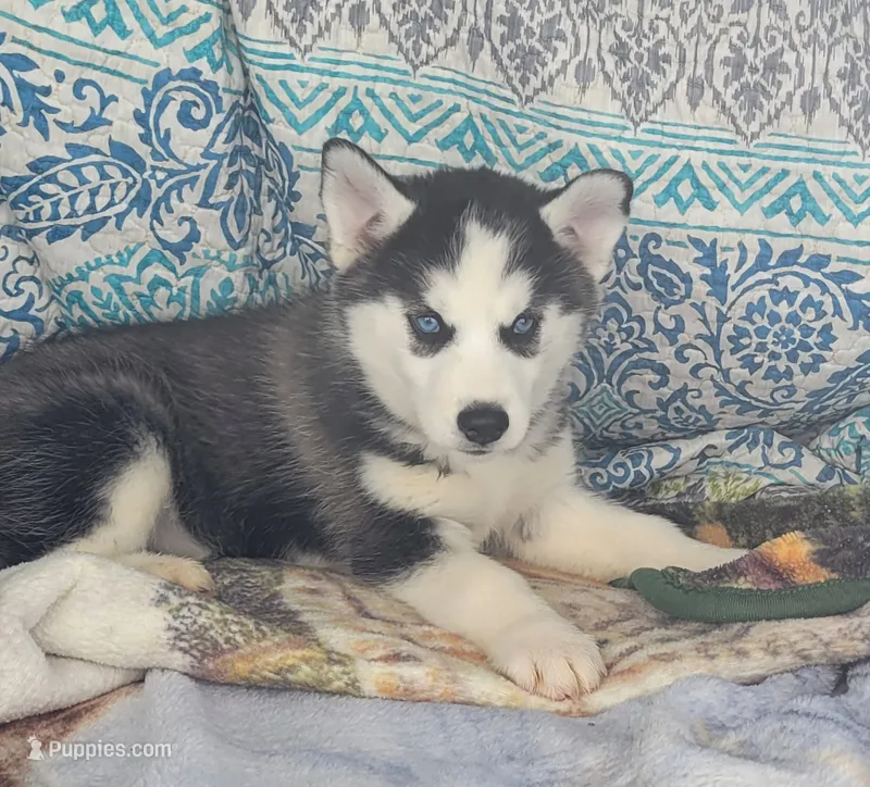 Coal – Siberian Husky puppy for sale in La Veta, CO