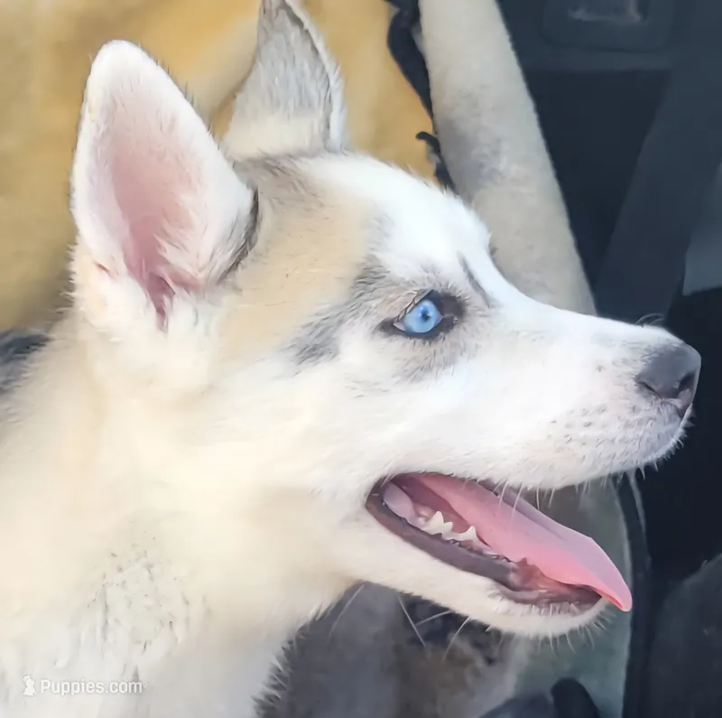 Blake – Siberian Husky puppy for sale in La Veta, CO