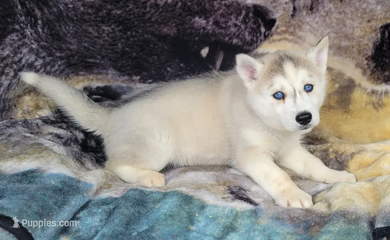Blake – Siberian Husky puppy for sale in La Veta, CO
