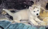 Kristina, a female Siberian Husky for sale in La Veta, CO – 2 of 2