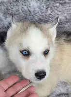 Blake, a male Siberian Husky for sale in La Veta, CO – 2 of 3