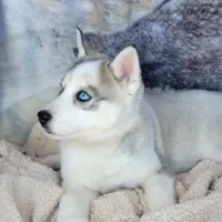 Glacier, a male Siberian Husky for sale in La Veta, CO – Photo 2 of 3