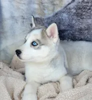 Glacier, a male Siberian Husky for sale in La Veta, CO – Photo 2 of 3