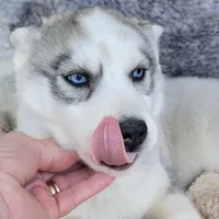 Glacier, a male Siberian Husky for sale in La Veta, CO – Photo 3 of 3