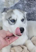 Glacier, a male Siberian Husky for sale in La Veta, CO – Photo 3 of 3