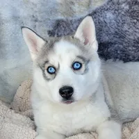 Glacier, a male Siberian Husky for sale in La Veta, CO – Photo 1 of 3