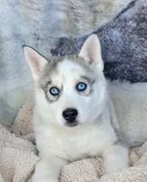 Glacier, a male Siberian Husky for sale in La Veta, CO – Photo 1 of 3