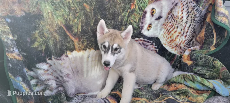 Ruffi – Siberian Husky puppy for sale in La Veta, CO