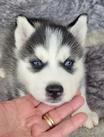 Cinder, a male Siberian Husky for sale in La Veta, CO – 1 of 3