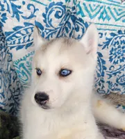 Dancer, a female Siberian Husky for sale in La Veta, CO – 2 of 2