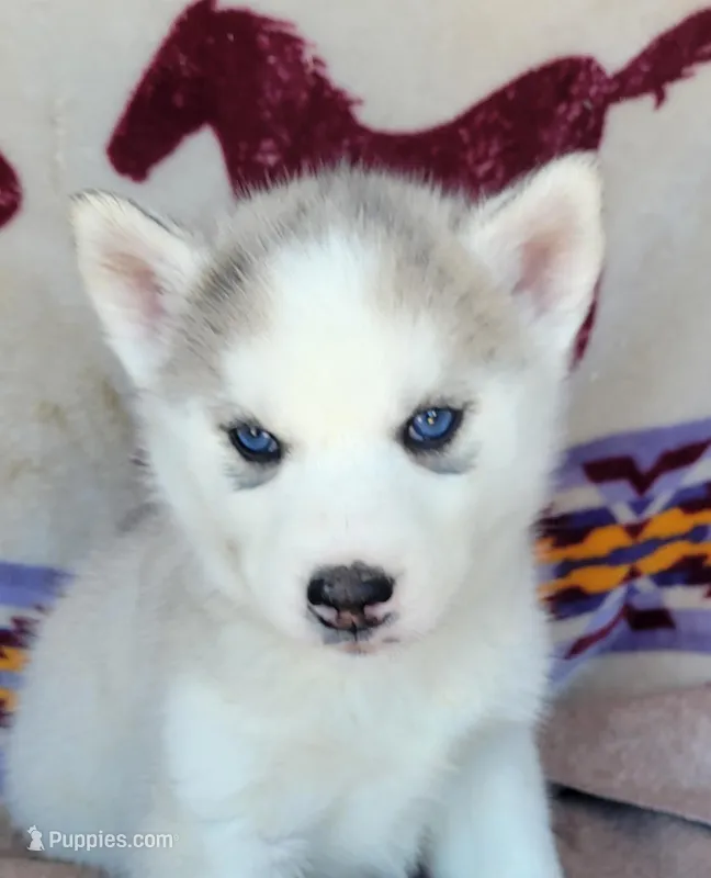 Snowfall – Siberian Husky puppy for sale in La Veta, CO