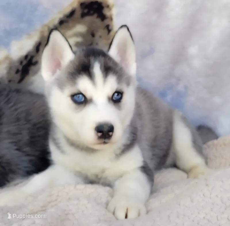 Charisma – Siberian Husky puppy for sale in La Veta, CO