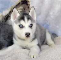 Charisma, a female Siberian Husky for sale in La Veta, CO – 1 of 1