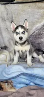 Cole, a male Siberian Husky for sale in La Veta, CO – 2 of 4