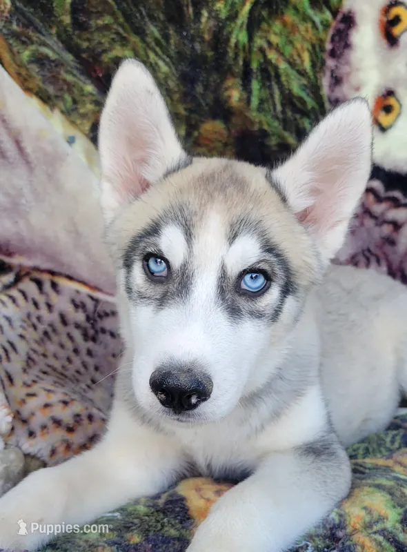 Cool – Siberian Husky puppy for sale in La Veta, CO