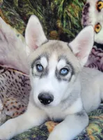 Cool, a male Siberian Husky for sale in La Veta, CO – 1 of 2