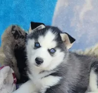 Coal, a male Siberian Husky for sale in La Veta, CO – 1 of 2