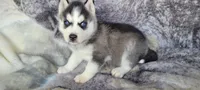 Kressi, a female Siberian Husky for sale in La Veta, CO – 2 of 3