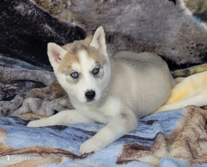 Angel – Siberian Husky puppy for sale in La Veta, CO
